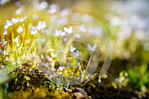 Creeping Bluet