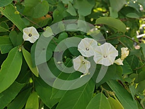 Creeping bushes of the Wild ipomoea alba flower