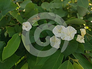 Creeping bushes of the Wild ipomoea alba flower