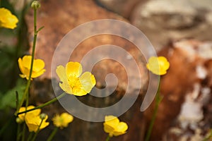 Creeping Buttercup Ranunculus repens