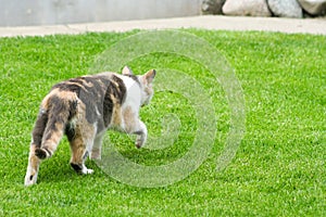 A creeping cat walk on grass. A cat just before the attack