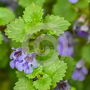 Creeping Charlie Groundcover Flowering Purple