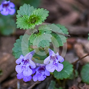 Creeping Charlie Groundcover Flowering Purple