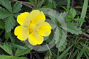 Creeping Cinquefoil photo