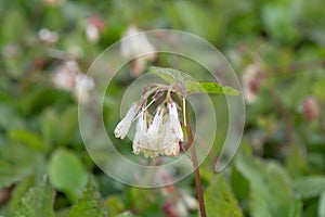 Creeping comfrey, Symphytum grandiflorum, close-up white flower