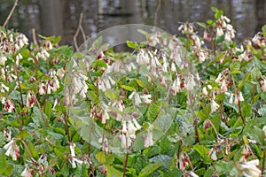 Creeping comfrey, Symphytum grandiflorum, flowering next to water