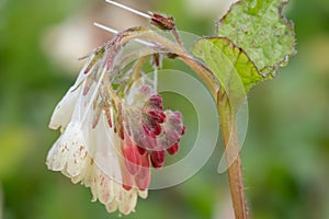 Creeping comfrey, Symphytum grandiflorum, flowers and buds