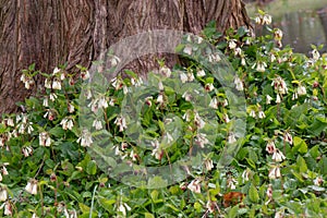Creeping comfrey Symphytum grandiflorum, natural habitat photo