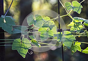 Creeping Cucumber Vine on a rustic fence, Melothria Pendula