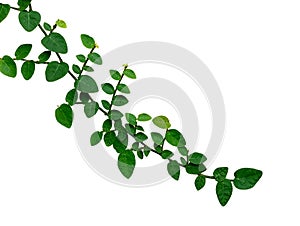 Creeping fig, Climbing fig, Ficus pumila isolated on white background photo