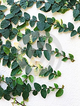 Creeping fig, Climbing fig, Ficus pumila on the wall photo