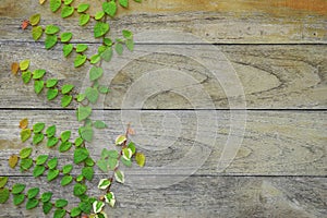 Creeping Fig Vines Growing on Old Weathered Wood Wall Background