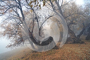 Creeping in a fog...