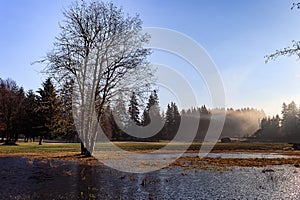 Creeping fog over morning park