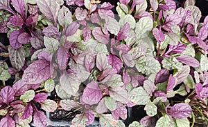 Creeping garden foliage, purple and green Ajuga reptans.