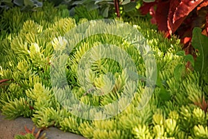 Creeping garden plant Sedum reflexum, beautiful perennial succulent groundcover with fleshy golden leaves, also known as