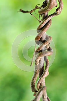 Creeping Grape Branch