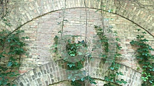 Creeping green plant on a brick wall. High brick wall with ivy