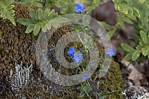 Creeping gromwell (Glandora prostrata) blue wild flowers photo