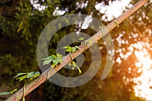 Creeping hop plant