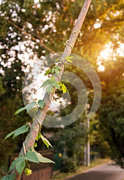 Creeping hop plant