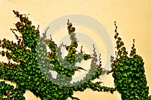 Creeping ivy background