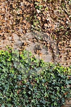 Creeping ivy with cut off vines