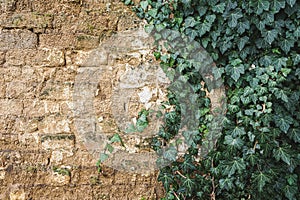 Creeping ivy plant growing on adobe mudbrick wall