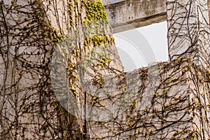 Creeping Ivy vines crawling up concrete