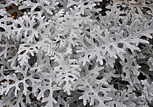 Dusty miller plant photo