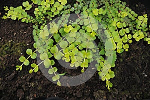 Creeping jenny