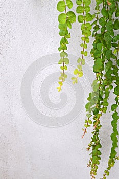 Creeping Jenny plant background