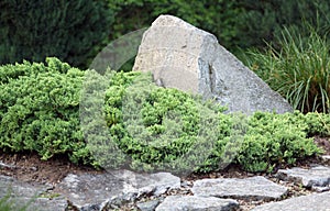 Creeping juniper photo