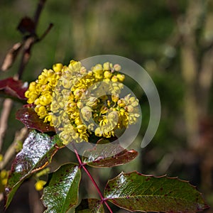 Creeping mahonia with yellow flowers