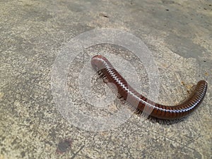 creeping millipede arthropod animal