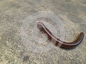 creeping millipede arthropod animal photo