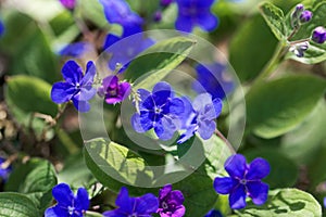 Creeping navelwort, Omphalodes verna