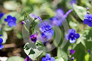 Creeping navelwort, Omphalodes verna