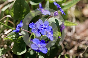 Creeping navelwort, Omphalodes verna