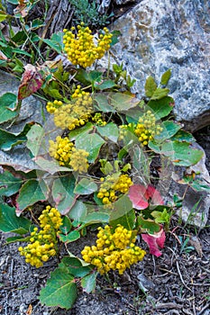 Creeping Oregon Grape Holly