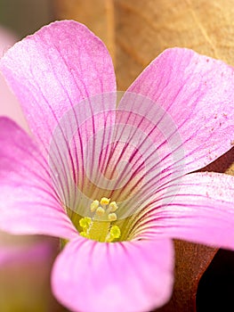 Creeping oxalis