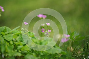 Creeping oxalis