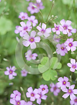 Creeping Oxalis photo