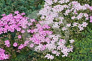 Creeping Phlox