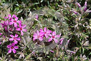 Creeping Phlox Atropurpurea