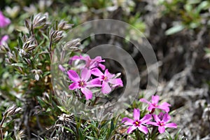 Creeping Phlox Atropurpurea