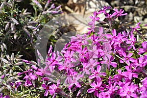 Creeping Phlox Atropurpurea