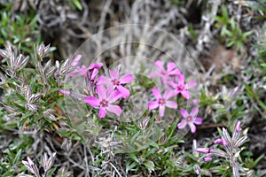 Creeping Phlox Atropurpurea