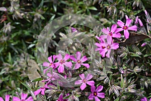 Creeping Phlox Atropurpurea