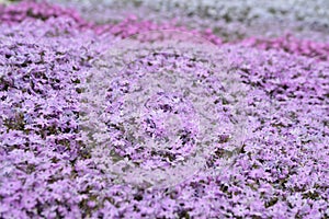 Creeping Phlox Background